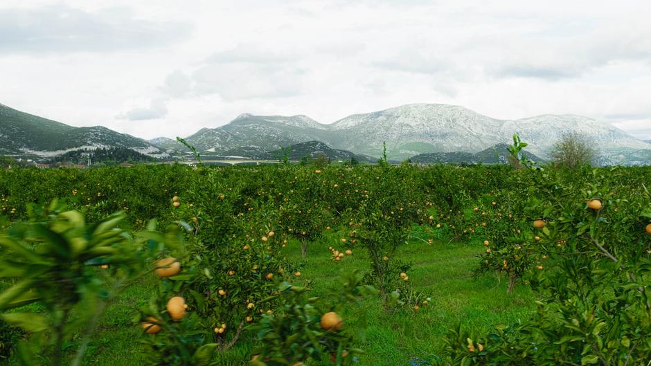 kaufland, mandarine | Author: Kaufland