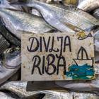 Pula: Ponuda ribe na pulskoj ribarnici