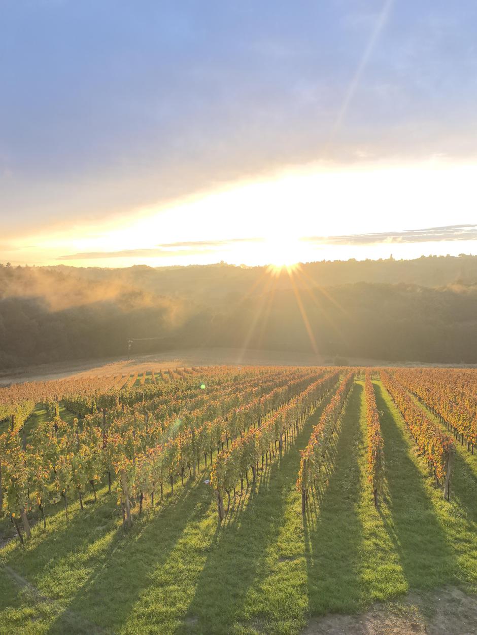 terbotz, jakopić, amos novak | Author: Emina Basara