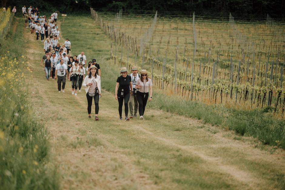 viva vino vižinada, wine&walk | Author: Arhiva TZ Vižinada