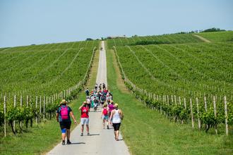 baranja wine and walk