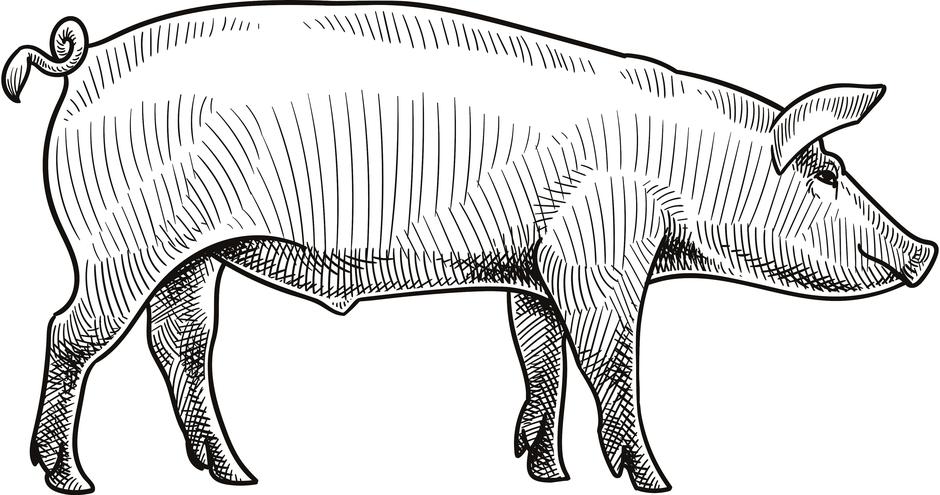 svinja, svinjetina | Author: Getty Images/Unsplash