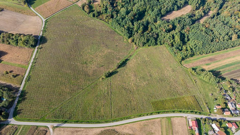 zlatna žutica, bregovita hrvatska | Author: Matej Ščavničar