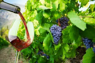 točenje vina vinograd.jpg