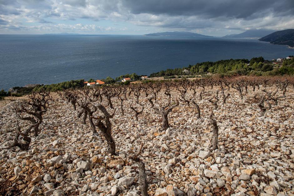 pelješac, dingač, plavac mali | Author: Grgo Jelavić/PIXSELL