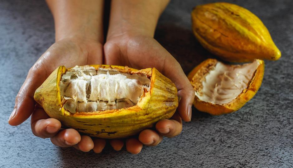 fresh cocoa fruit in hand | Author: JAE